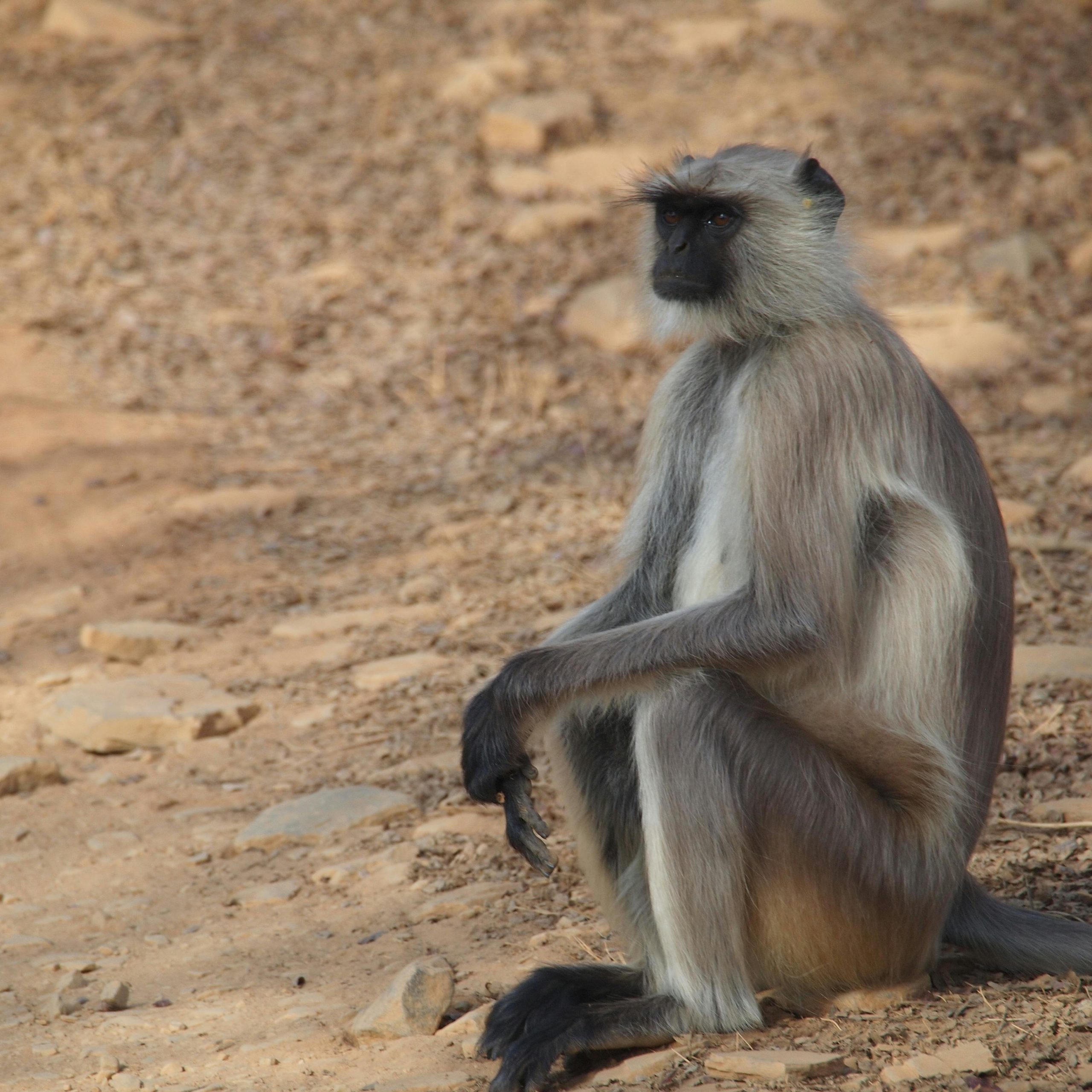 Day 4 - Lake Nakuru National Park - Lake Naivasha National Park