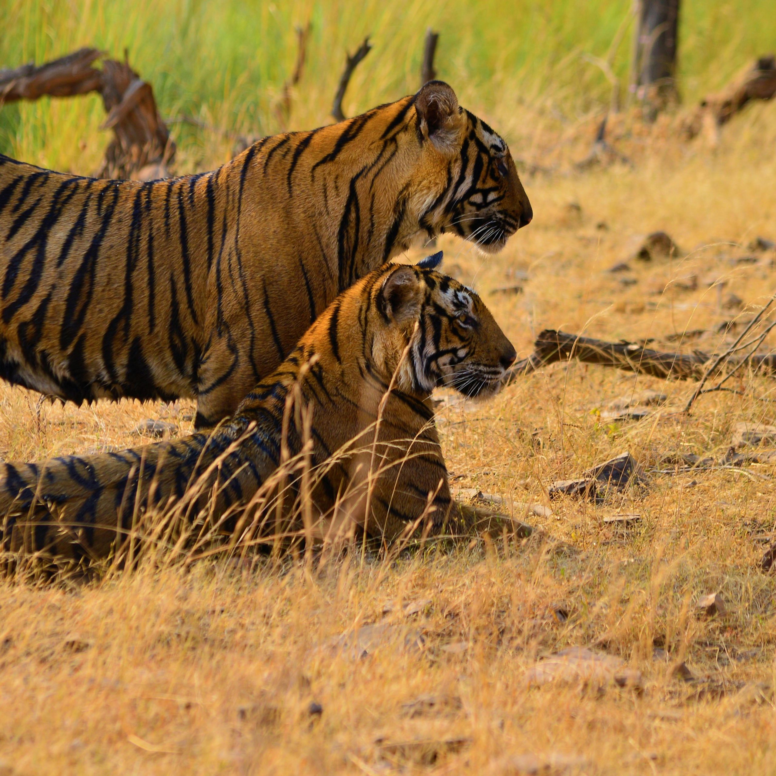 Day 6 - Ranthambore