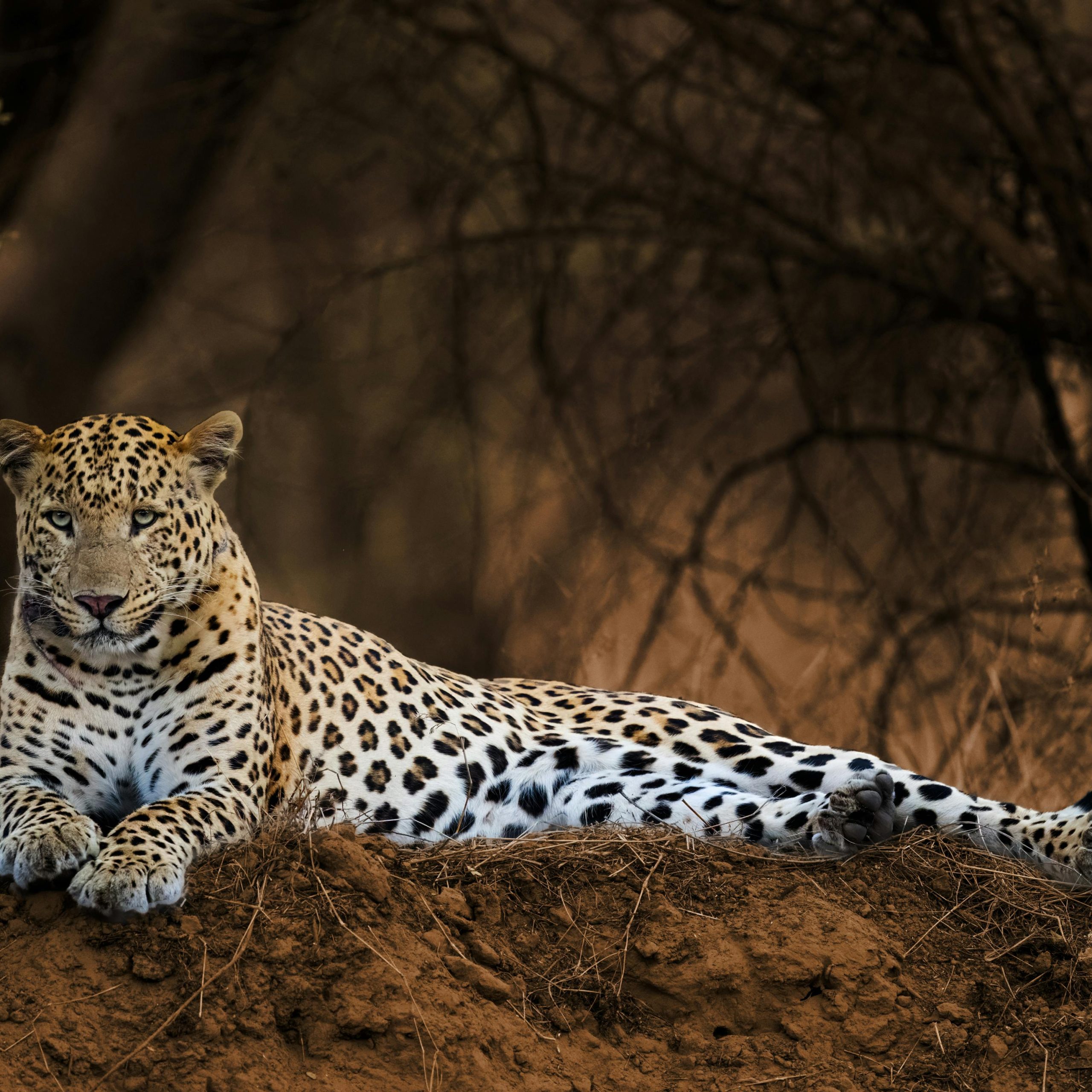 Day 5 - Lake Naivasha National Park