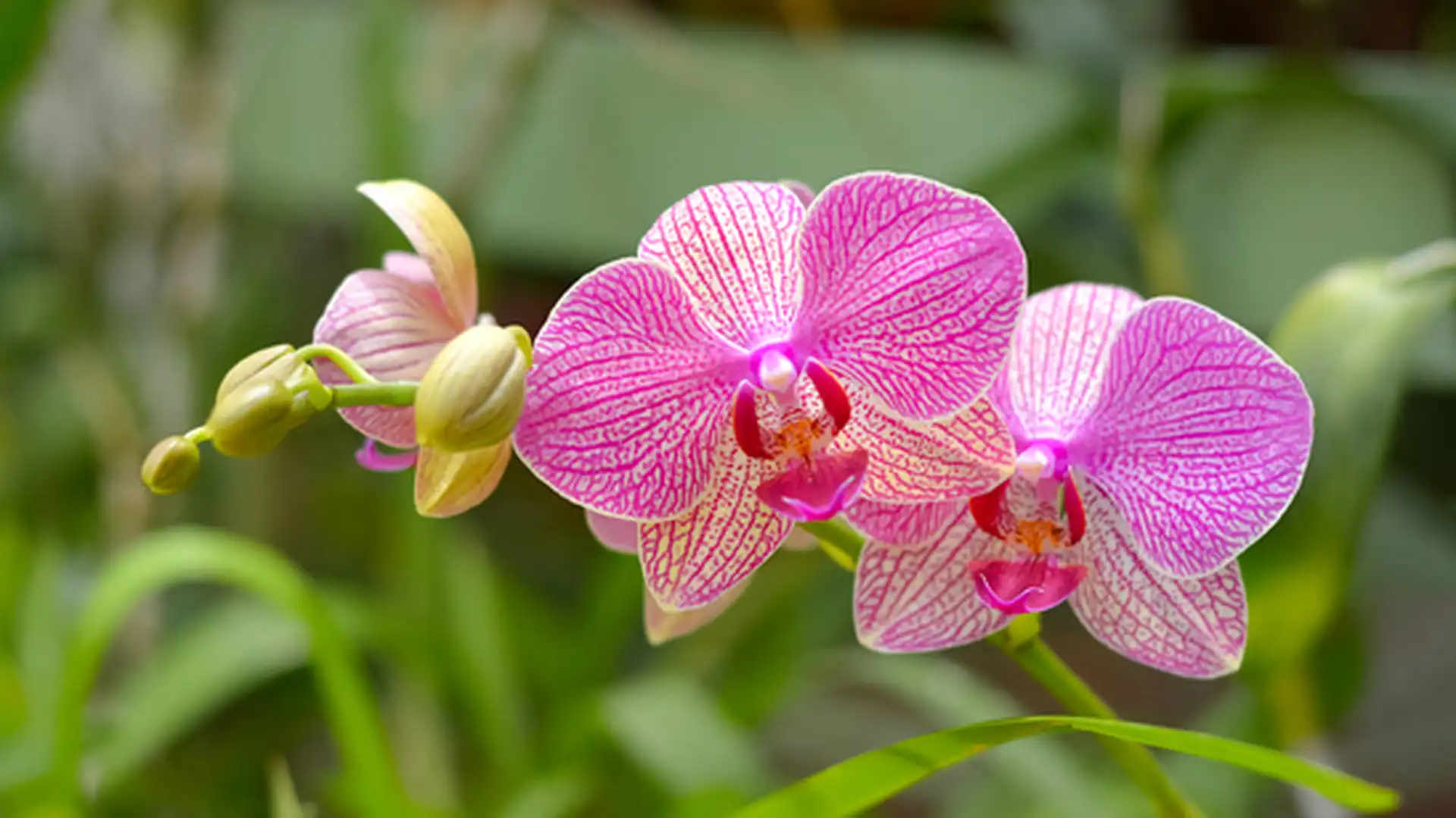 Day 7 - Royal Botanical Gardens - Temple of the Tooth