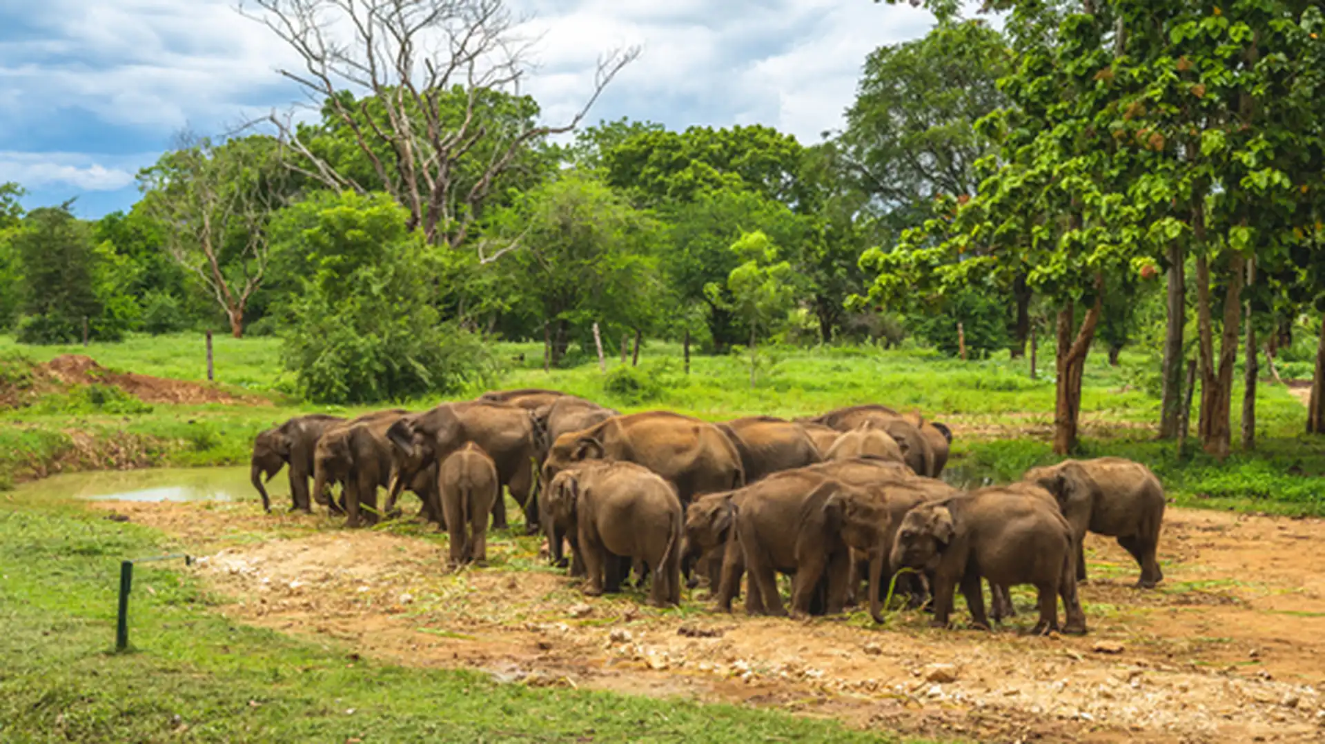 Day 9 - Elephant Transit Home - Yala