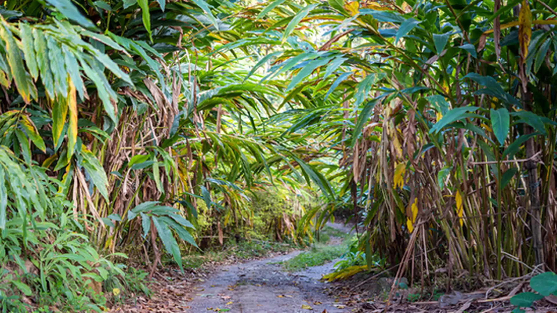 Day 10 - Alappuzha - Thekkady